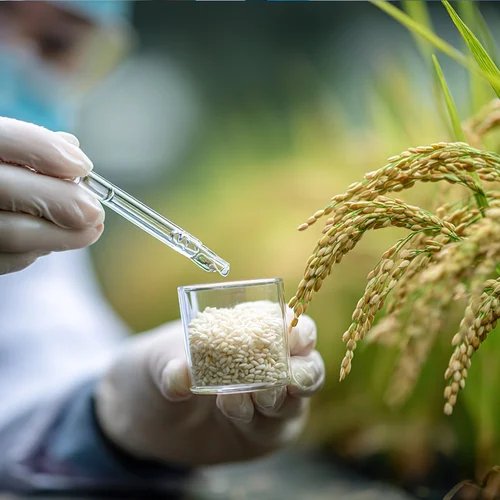 Rice Manufacturing and Processing